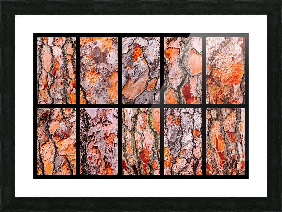 Pine Tree Bark Montage Picture Frame print