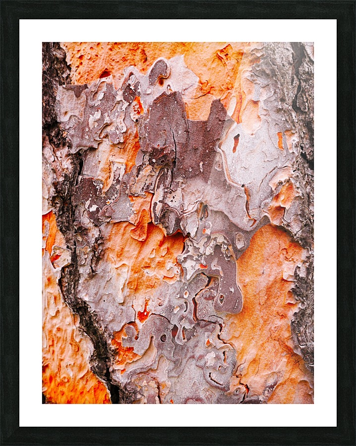 Pine Tree Bark Picture Frame print