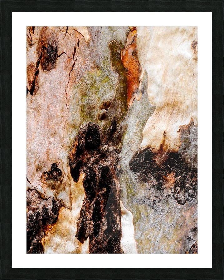 Ghost Gum Bark - 3 Picture Frame print
