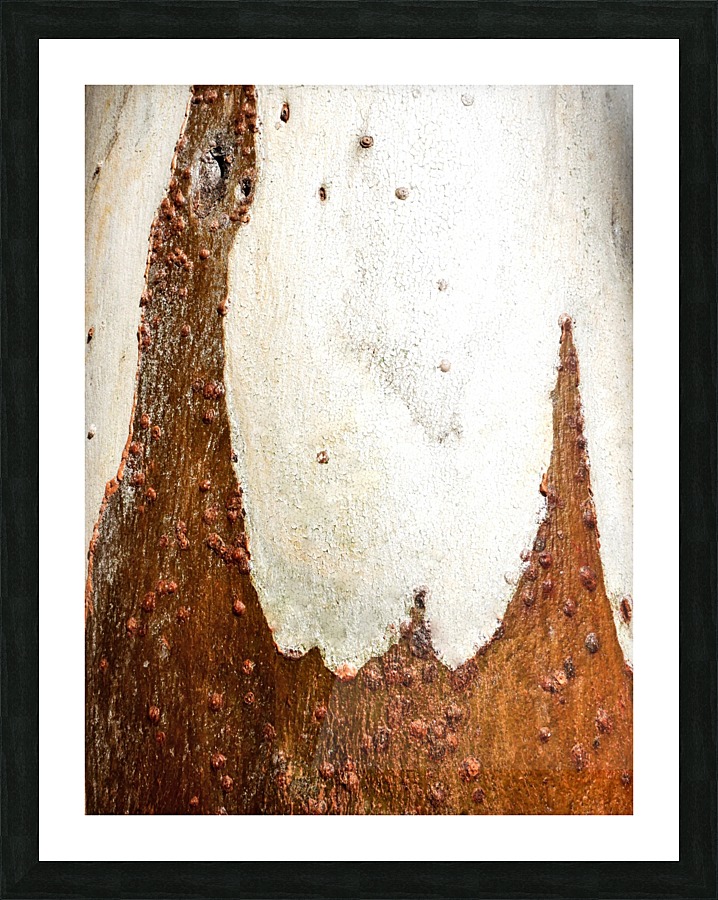 Ghost Gum Bark - 2 Picture Frame print