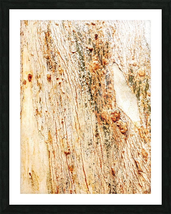Aussie Gum Tree Bark - 1 Picture Frame print