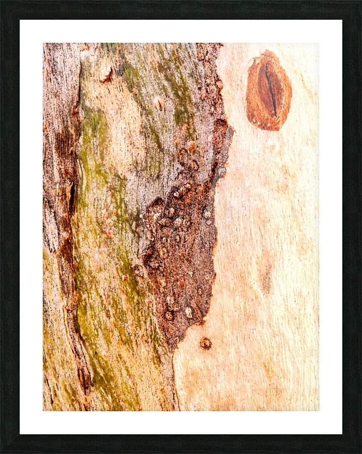 Aussie Gum Tree Bark - 3 Picture Frame print
