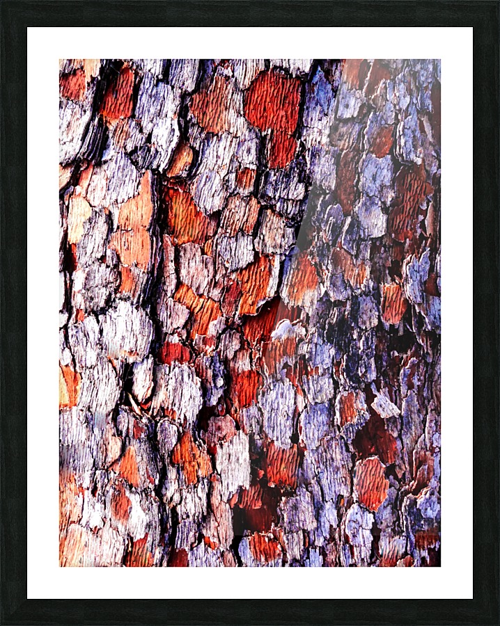 Aussie Gum Tree Bark - 4 Picture Frame print