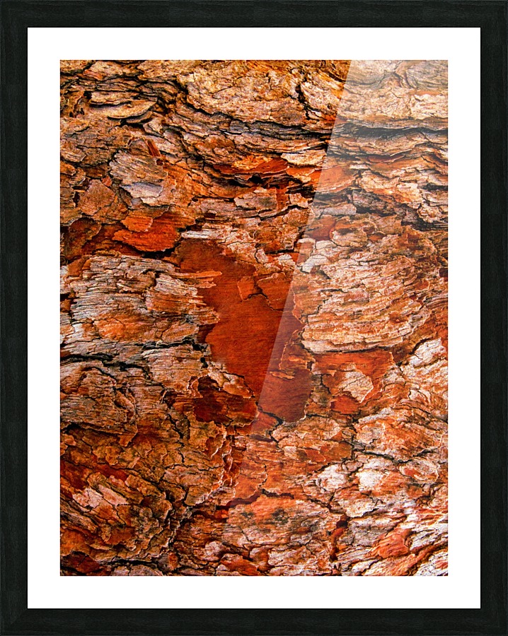 Aussie Gum Tree Bark - 6 Picture Frame print