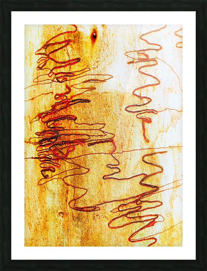 Scribbly Gum Tree Bark 2 Picture Frame print