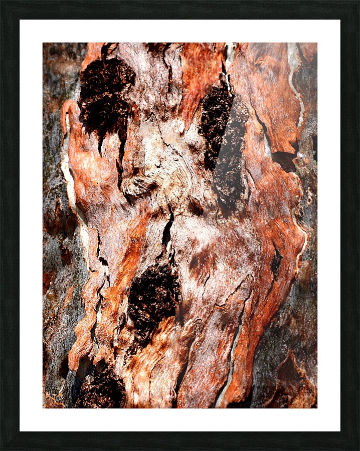 Murray Gum Tree Bark 9 Picture Frame print