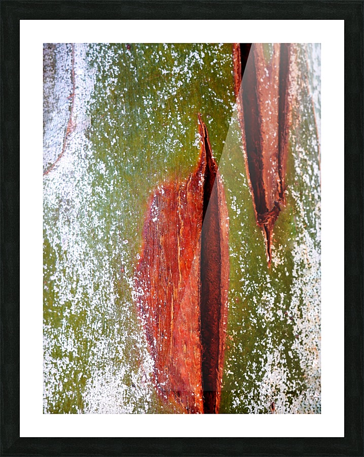 Murray Gum Tree Bark 10 Picture Frame print