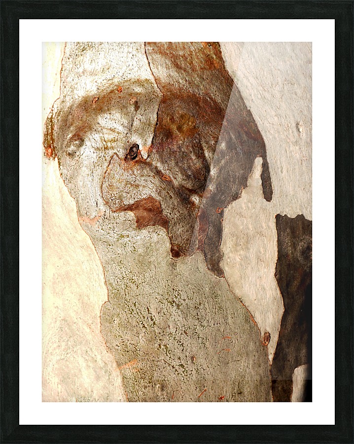Murray Gum Tree Bark 13 Picture Frame print