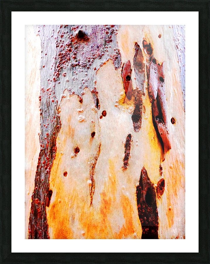 Aussie Gum Tree Bark - 21 Picture Frame print