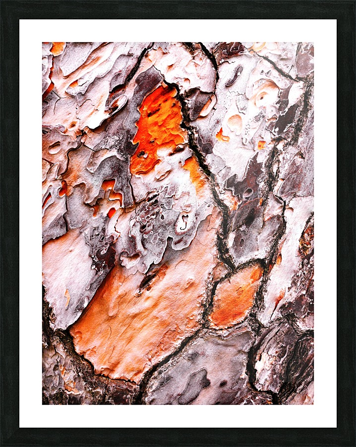Pine Tree Bark 2 Picture Frame print
