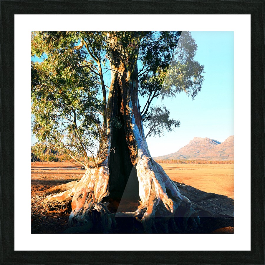 Endurance - Cazneaux Tree Picture Frame print