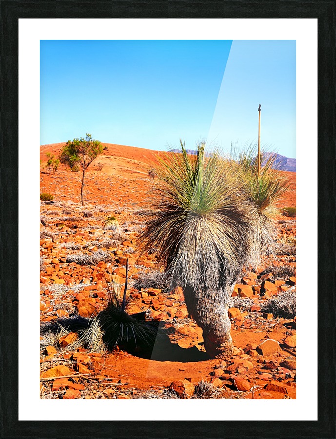 Grass Tree in the Outback Picture Frame print