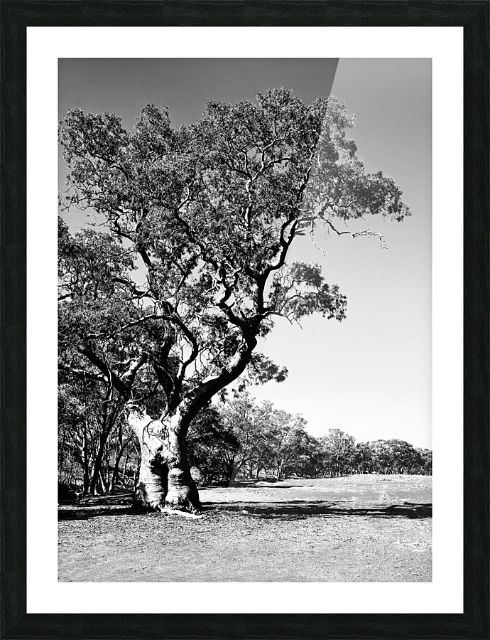 Old Gum Tree BW Picture Frame print