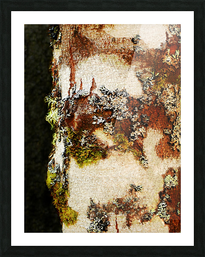 Aussie Alpine Tree Bark Picture Frame print