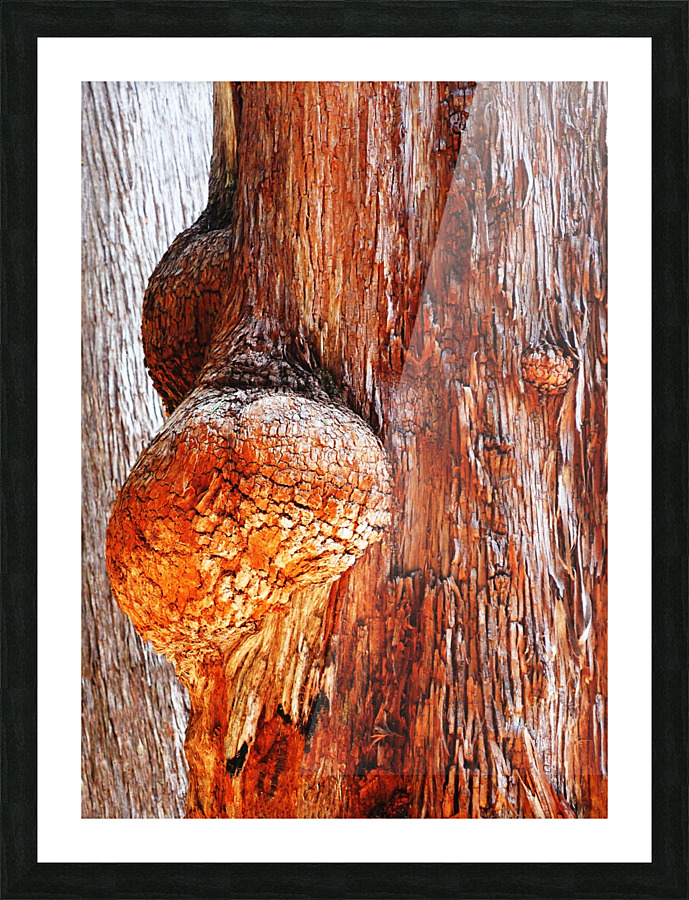 Aussie Alpine Tree Bark 2 Picture Frame print