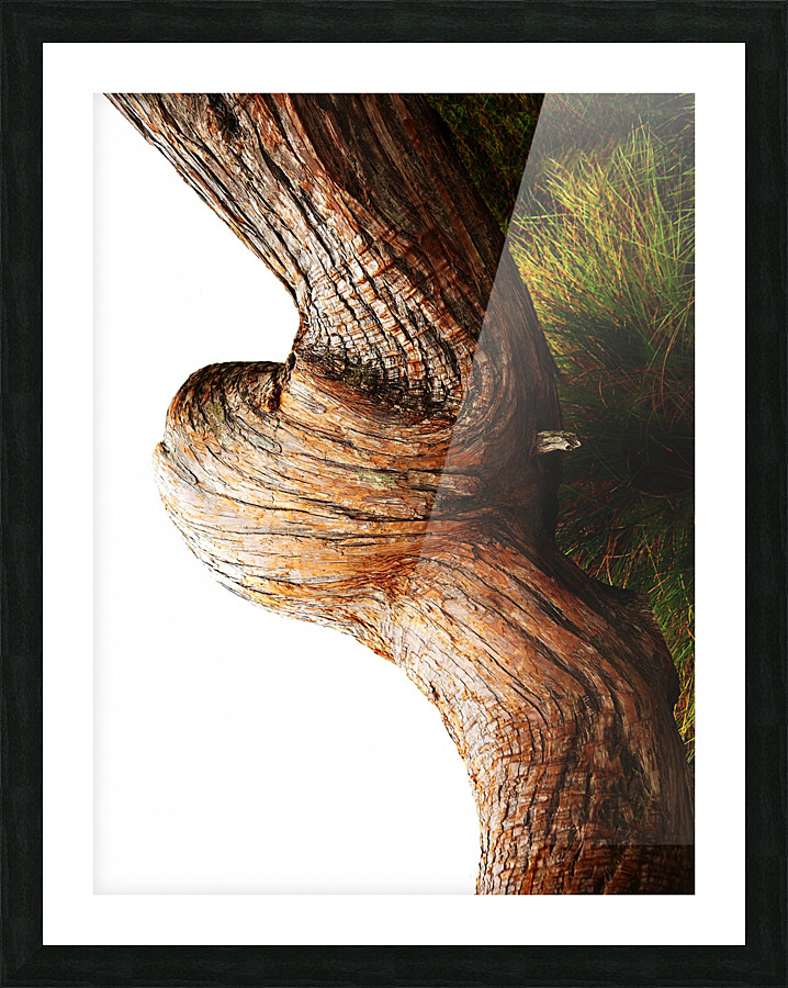 Aussie Alpine Tree Bark 3 Picture Frame print