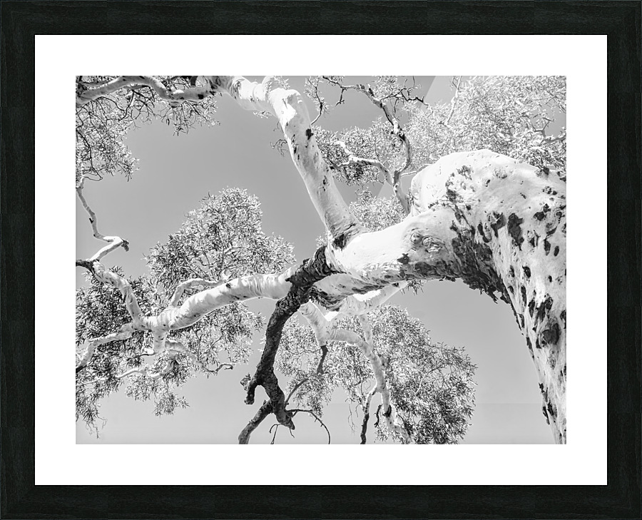 Burnt Ghost Gum - BW Picture Frame print