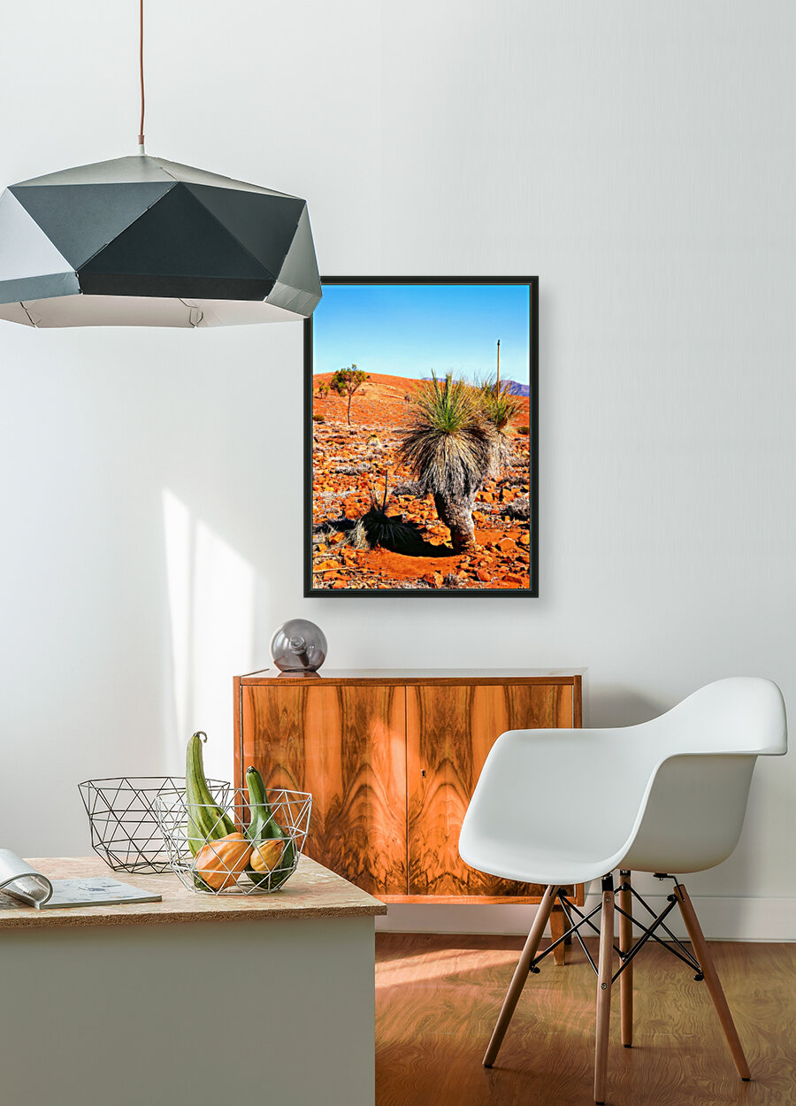 Grass Tree in the Outback Reproduction