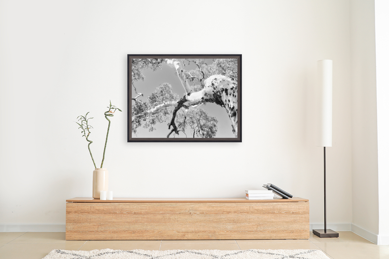 Burnt Ghost Gum - BW Reproduction
