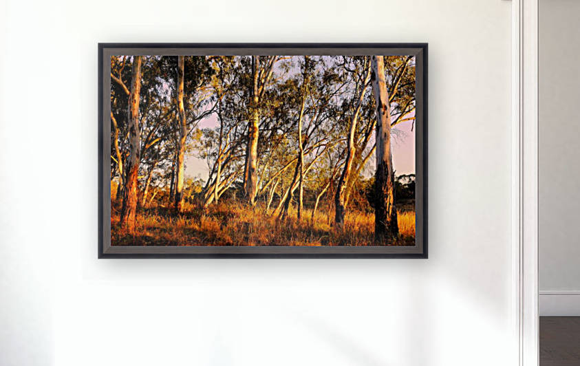 Gums on the Murray River by Lexa Harpell
