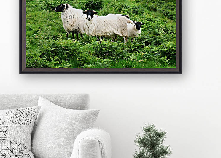 Sheep Of Malin Beg - County Donegal by Lexa Harpell