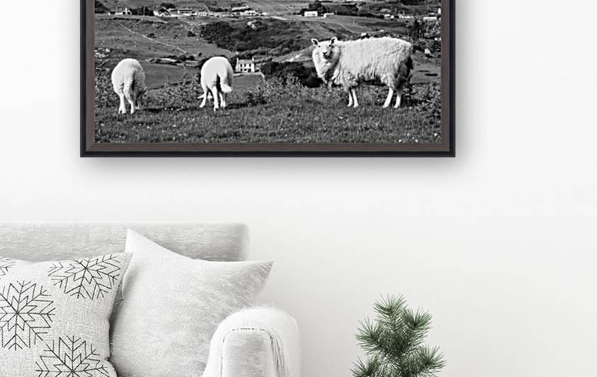 Sheep of Glencolmcille in BW by Lexa Harpell