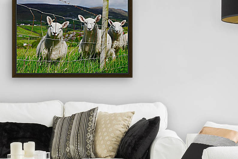 Curious Little Irish Sheep by Lexa Harpell