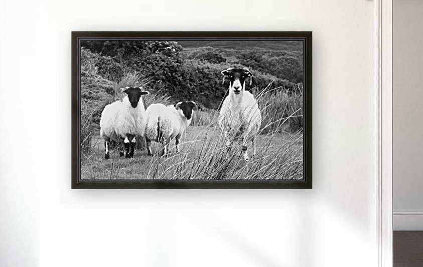 Stare Off - Ti Linn - Ireland in BW by Lexa Harpell