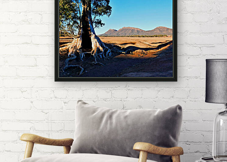 Sunrise - Cazneaux Tree by Lexa Harpell