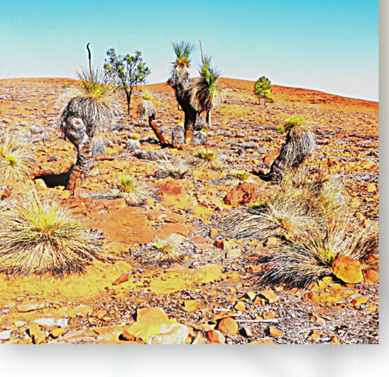 Grass Tree in the Outback 3 by Lexa Harpell