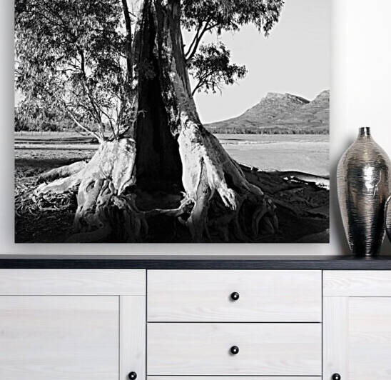 Alone - Cazneaux Tree by Lexa Harpell