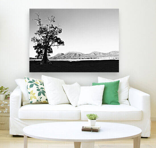 Morning Light on Cazneaux Tree by Lexa Harpell