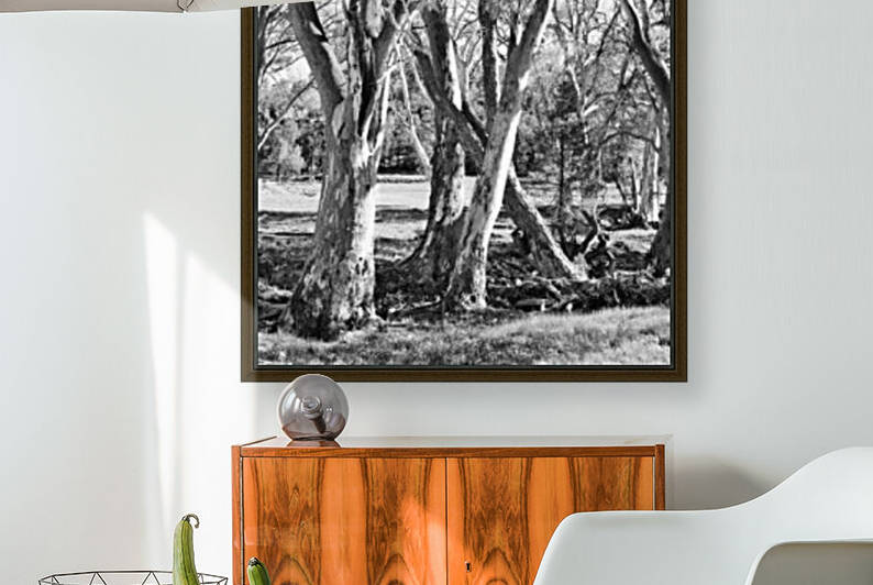 Gum Trees in the Flinders Ranges BW by Lexa Harpell