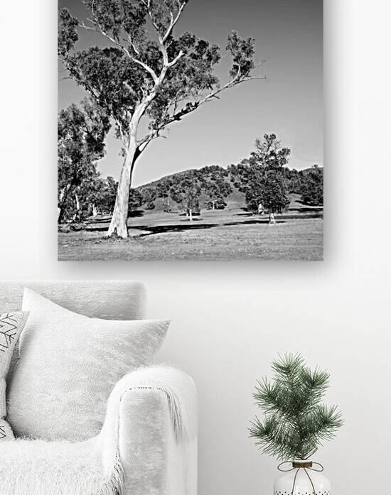 Australian Gum Tree BW by Lexa Harpell