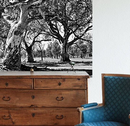 Gum Trees - Flinders Ranges 2 BW by Lexa Harpell