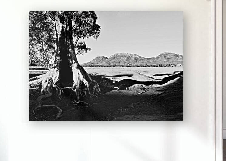 Sunrise - Cazneaux Tree BW by Lexa Harpell
