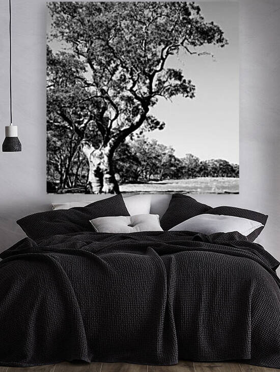 Old Gum Tree BW by Lexa Harpell
