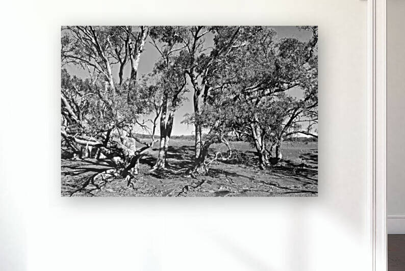 Gum Trees in the Flinders BW  by Lexa Harpell