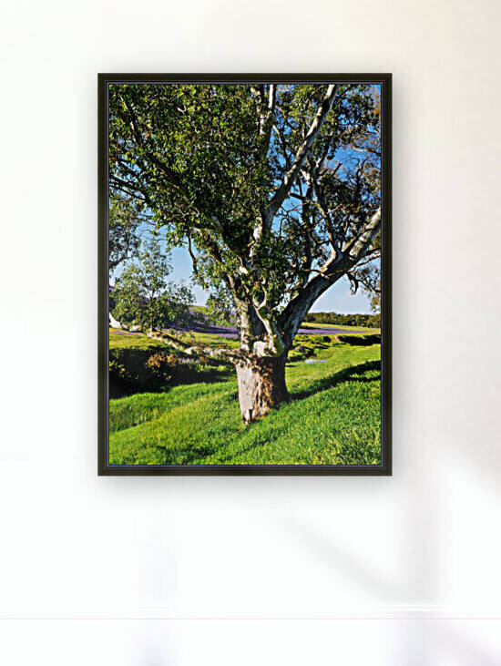 Gum Tree in the Barossa Valley by Lexa Harpell