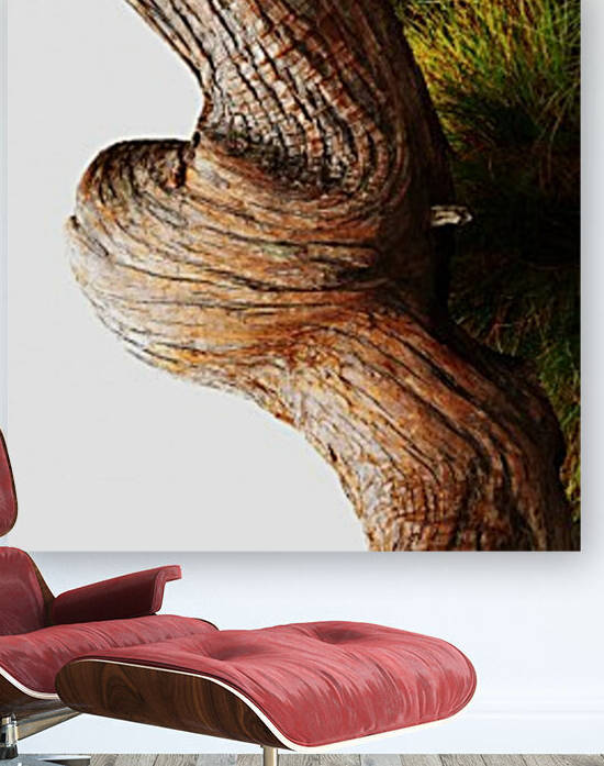 Aussie Alpine Tree Bark 3 by Lexa Harpell