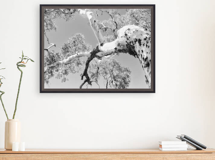 Burnt Ghost Gum - BW by Lexa Harpell