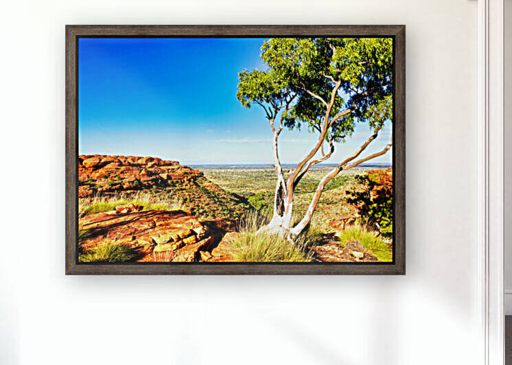 Ghost Gum on Kings Canyon  by Lexa Harpell