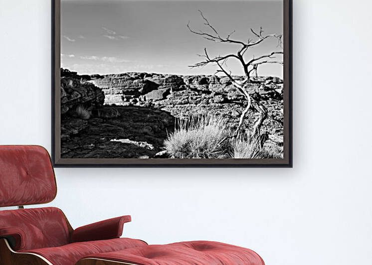 Bare Tree - Kings Canyon BW by Lexa Harpell