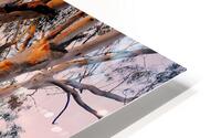 Murray River Gums HD Metal print
