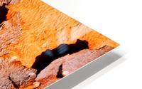 Salmon Bark Peeling 2 HD Metal print