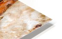Ghost Gum Bark - 3 HD Metal print
