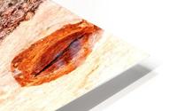 Aussie Gum Tree Bark - 3 HD Metal print