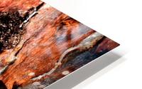 Murray Gum Tree Bark 9 HD Metal print