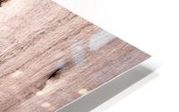 Ghost Gum Bark - 8 HD Metal print