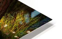 Aussie Alpine Tree Bark 3 HD Metal print
